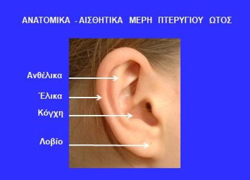 Ανατομικά - Αισθητικά μέρη αυτιού